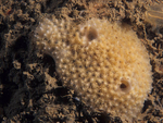 Dysidea fragilis