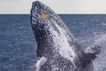 Breach close-up. 0A3A9227