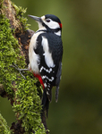 GS WOODPECKER (Chap) REF WOOD 14