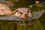european otter lutra lutra-10