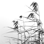 Reeds