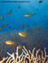 RS001: Anthias in Seafan