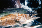 Sailfish Closeup.