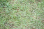 SBM_11318