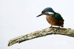 Kingfisher 230813 22