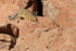 Viscacha jumping between rocks, Chile