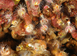 Pomatoceros triqueter