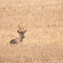 Roe Deer