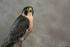 Peregrine Falcon Full
