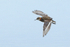 Red-necked Phalarope (male) in flight, Iceland