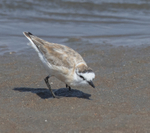 White-fronted Plover