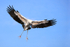 Wood Stork landing wings spread, Wakodahatchee Wetlands, Florida