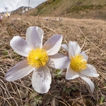 Spring pasque flower (Pulsatilla vernalis) 