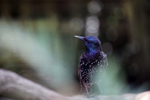 Starling in a Bristol garen, Sturnus vulgaris_ST_0015