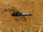 Black-tailed Skimmer
