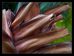 Cut Fronds
