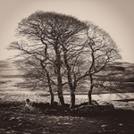 Henside Copse 05