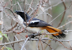 White-throated Robin-Chat