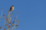 American Kestrel portfolio