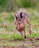 Brown Hare running on Big Otmoor
