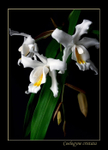Coelogyne cristata