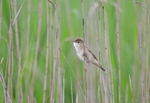 Paddyfield Warbler
