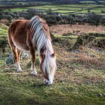 Just Grazing...