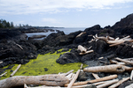 Driftwood