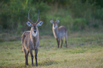 Waterbuck
