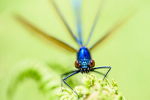Male Beautifull Demoiselle