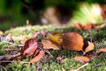 Beech Tree Leaves - New Forest - Hampshire