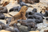 Sea Lion (female) overseeing pups, Chile