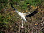 Wood Stork flying wings extended, Wakodahatchee Wetlands, Florida