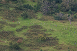 Arnison Crag-22