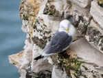 Kittiwake