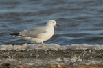 Grey-headed Gull