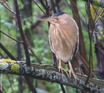 Little Bittern