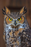 Great horned owl Bubo virginianus-3592