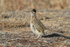 Greater Roadrunner standing still, Bosque del Apache, New Mexico