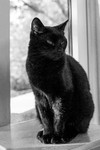 China Cat