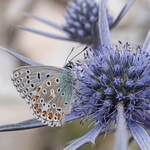 Common blue butterfly (Polyommatus icarus) feeding on nectar from the  Amethyst eryngo (Eryngium amethystinum)