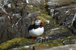 Puffin