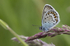 Silver studded blue butterfly