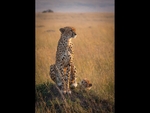 Cheetah with Cub
