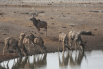 At the Waterhole 2