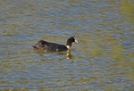 Red-knobbed Coot