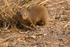 Dwarf Mongoose