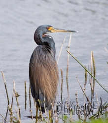 Birds 231