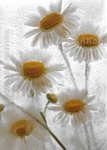 Ox-Eye Daisies 2