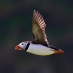 Puffin in flight returning to its burrow